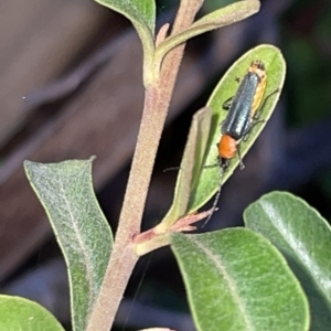 Chauliognathus tricolor at Braddon, ACT - 9 Mar 2023 07:34 PM
