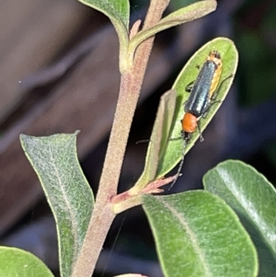 Chauliognathus tricolor (Tricolor soldier beetle) at Braddon, ACT - 9 Mar 2023 by Hejor1