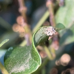 Unidentified immature Coleoptera at Braddon, ACT - 9 Mar 2023 by Hejor1