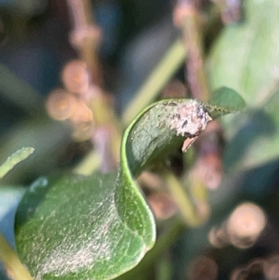 Unidentified immature Coleoptera at Braddon, ACT - 9 Mar 2023 by Hejor1