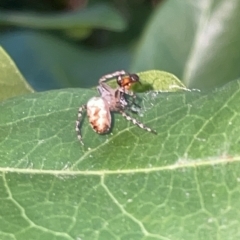 Plebs eburnus (Eastern bush orb-weaver) at Braddon, ACT - 9 Mar 2023 by Hejor1