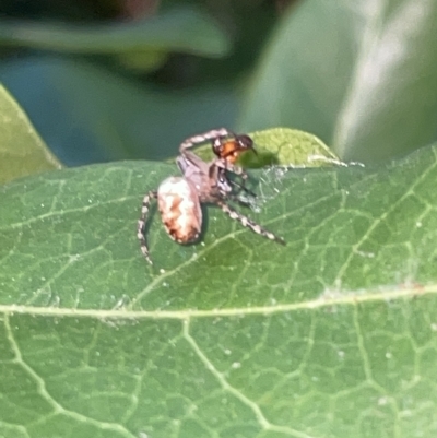 Plebs eburnus (Eastern bush orb-weaver) at Braddon, ACT - 9 Mar 2023 by Hejor1