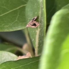 Acroceuthes metaxanthana at Braddon, ACT - 9 Mar 2023 06:06 PM