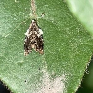 Acroceuthes metaxanthana at Braddon, ACT - 9 Mar 2023 05:54 PM