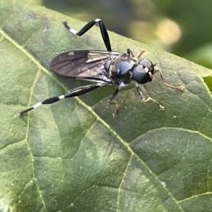 Exaireta spinigera at Braddon, ACT - 9 Mar 2023