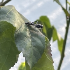 Exaireta spinigera at Braddon, ACT - 9 Mar 2023 05:44 PM