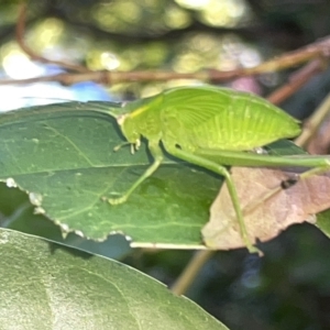 Caedicia simplex at Braddon, ACT - 9 Mar 2023 06:30 PM