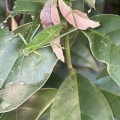 Caedicia simplex at Braddon, ACT - 9 Mar 2023 06:30 PM