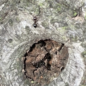 Crematogaster sp. (genus) at Braddon, ACT - 9 Mar 2023