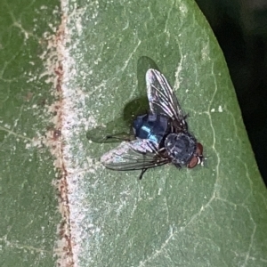 Calliphora vicina at Braddon, ACT - 9 Mar 2023