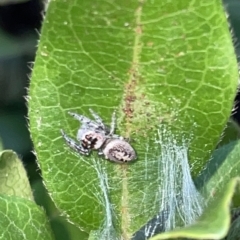 Opisthoncus sp. (genus) (Unidentified Opisthoncus jumping spider) at Braddon, ACT - 9 Mar 2023 by Hejor1