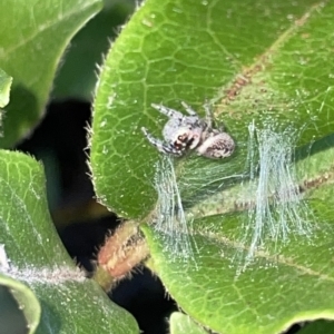 Opisthoncus sp. (genus) at Braddon, ACT - 9 Mar 2023