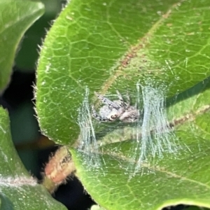 Opisthoncus sp. (genus) at Braddon, ACT - 9 Mar 2023