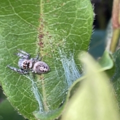 Opisthoncus sp. (genus) at Braddon, ACT - 9 Mar 2023