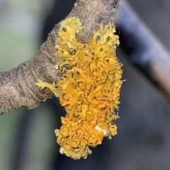 Xanthoria sp. (A lichen) at Braddon, ACT - 9 Mar 2023 by Hejor1