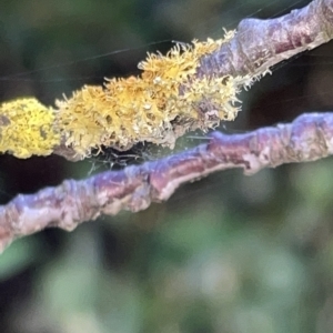 Xanthoria sp. at Braddon, ACT - 9 Mar 2023