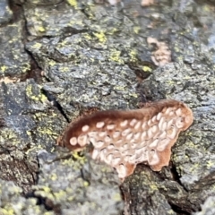 Polypore sp. at Braddon, ACT - 9 Mar 2023 by Hejor1