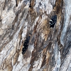 Porismus strigatus (Pied Lacewing) at Braddon, ACT - 9 Mar 2023 by Hejor1