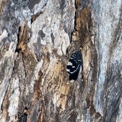 Porismus strigatus at Braddon, ACT - 9 Mar 2023