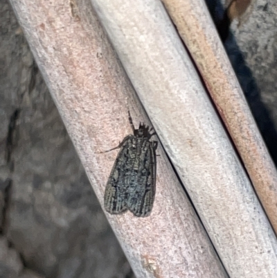 Scoparia emmetropis (A Crambid moth) at Braddon, ACT - 9 Mar 2023 by Hejor1