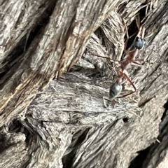 Myrmecia nigriceps at Braddon, ACT - 9 Mar 2023