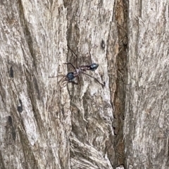 Myrmecia nigriceps at Braddon, ACT - 9 Mar 2023