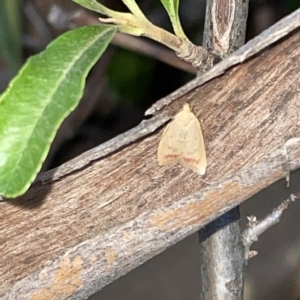 Heteroteucha occidua at Braddon, ACT - 9 Mar 2023 07:35 PM