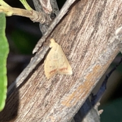 Heteroteucha occidua at Braddon, ACT - 9 Mar 2023