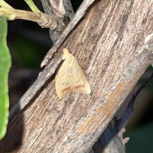 Heteroteucha occidua at Braddon, ACT - 9 Mar 2023 07:35 PM