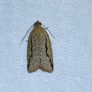 Meritastis undescribed species at Jerrabomberra, NSW - 9 Mar 2023