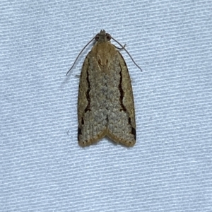 Meritastis undescribed species at Jerrabomberra, NSW - 9 Mar 2023