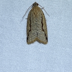 Meritastis undescribed species at Jerrabomberra, NSW - 9 Mar 2023