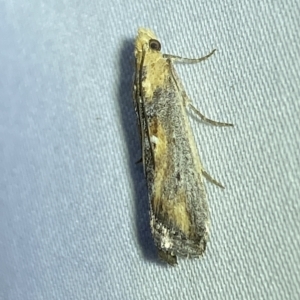 Morosaphycita oculiferella at Jerrabomberra, NSW - 9 Mar 2023