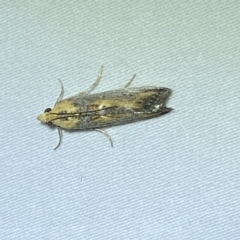 Morosaphycita oculiferella at Jerrabomberra, NSW - 9 Mar 2023