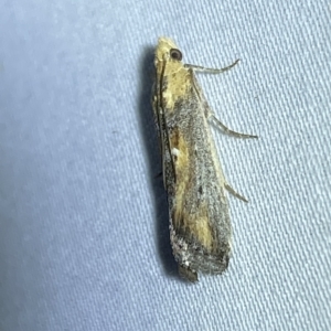 Morosaphycita oculiferella at Jerrabomberra, NSW - 9 Mar 2023