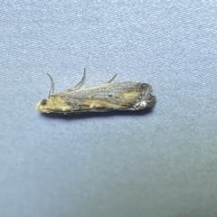 Morosaphycita oculiferella at Jerrabomberra, NSW - 9 Mar 2023