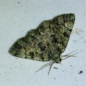 Aeolochroma metarhodata at Jerrabomberra, NSW - 9 Mar 2023