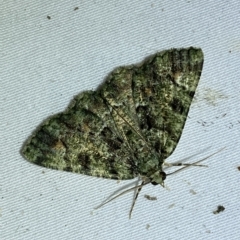 Aeolochroma metarhodata at Jerrabomberra, NSW - 9 Mar 2023