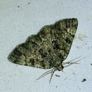 Aeolochroma metarhodata at Jerrabomberra, NSW - 9 Mar 2023