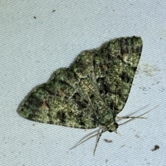 Aeolochroma metarhodata at Jerrabomberra, NSW - 9 Mar 2023