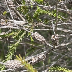 Melaleuca parvistaminea (Small-flowered Honey-myrtle) at Larbert, NSW - 8 Mar 2023 by JaneR