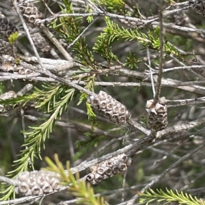 Melaleuca parvistaminea at Larbert, NSW - 8 Mar 2023 01:39 PM