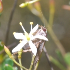 Heliothela (genus) (A Pyraloid moth (Heliotheliinae subf.)) at Cotter River, ACT - 6 Mar 2023 by Harrisi