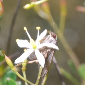 Heliothela (genus) at Cotter River, ACT - 6 Mar 2023