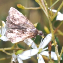 Heliothela (genus) at Cotter River, ACT - 6 Mar 2023 03:51 PM