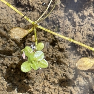 Callitriche stagnalis at Larbert, NSW - 8 Mar 2023