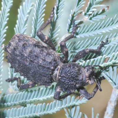 Acantholophus sp. (genus) (A weevil) at Cotter River, ACT - 6 Mar 2023 by Harrisi