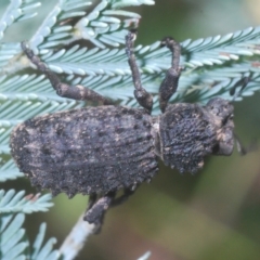 Acantholophus sp. (genus) at Cotter River, ACT - 6 Mar 2023