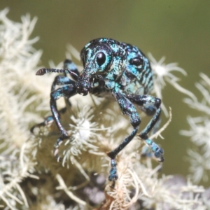 Chrysolopus spectabilis at Cotter River, ACT - 6 Mar 2023