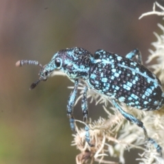 Chrysolopus spectabilis at Cotter River, ACT - 6 Mar 2023